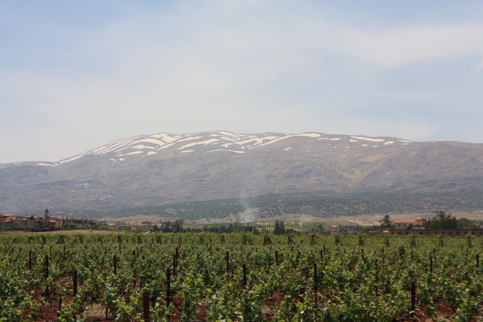 massaya vineyards in the Lebanon