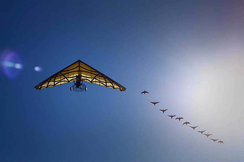photo d'un deltaplane et oies en vol au grand parc du Puy du Fou