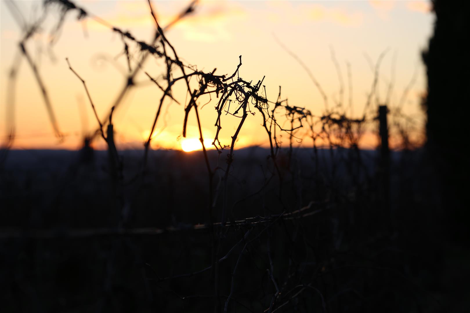 coucher de soleil dans les vignes
