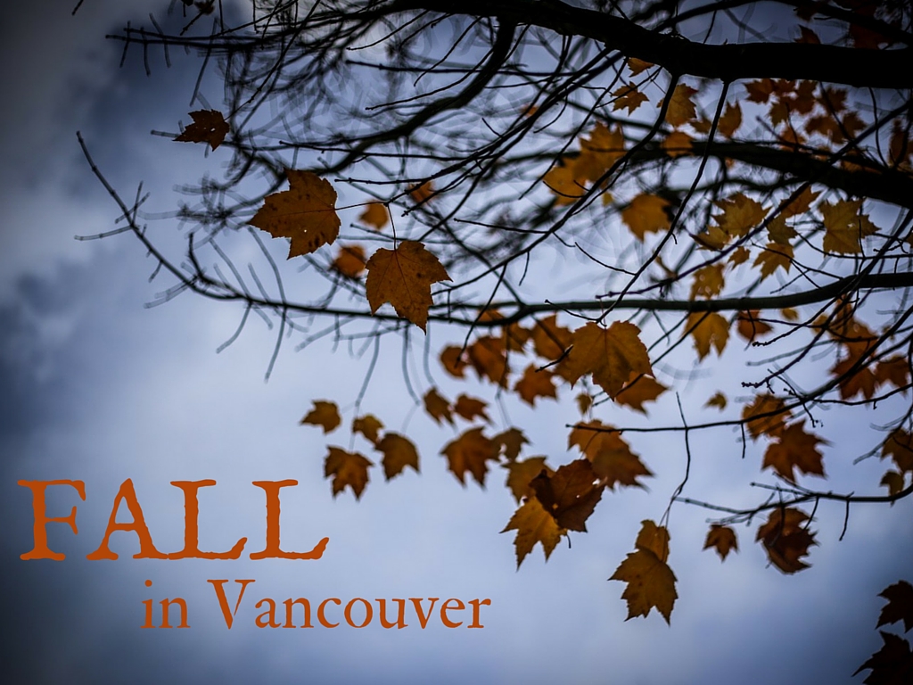 brown leaves on a tree in fall in Vancouver