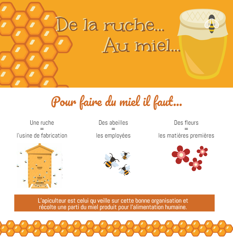 Infographie : de la ruche au miel Infographie : de la ruche au miel